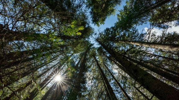 Sveaskog får hög kvalitet och leveranssäkerhet med Metria Maps
